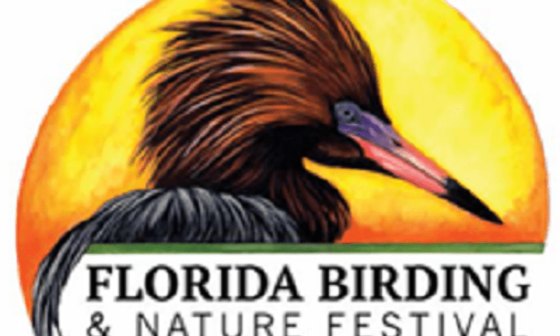 bird logo feature image 1