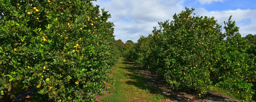 Florida Agriculture Portfolio Cover 2500x1000 1