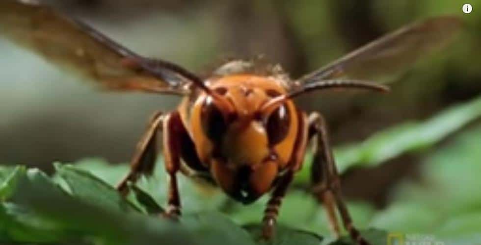 Giant Hornet