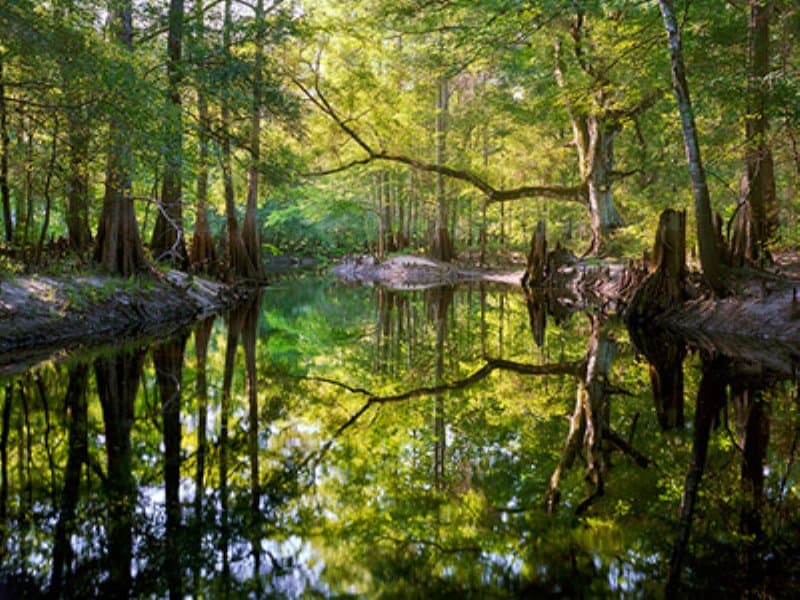 greenswamp