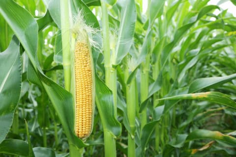 sweetcorn field