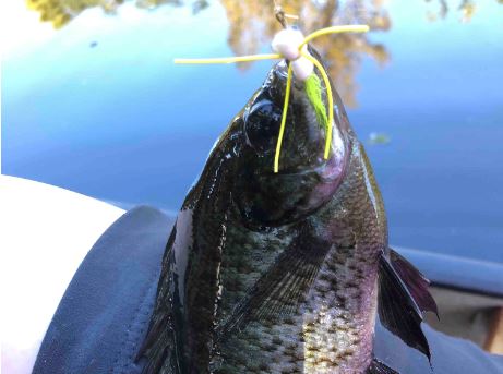 blue gill
