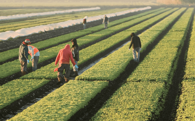 fl agriculture