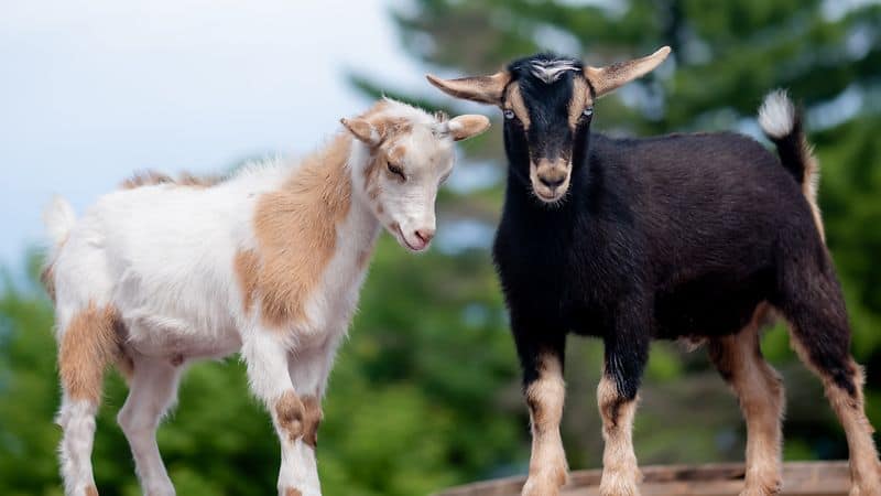 nigerian dwarf goat image