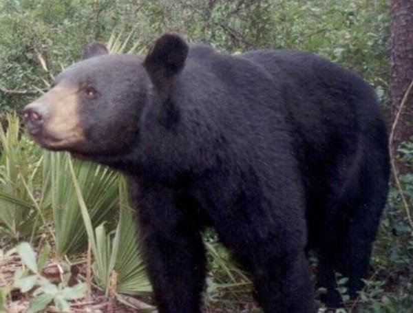 florida's nature bears and species