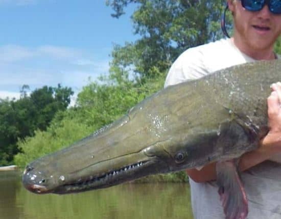 alligator gar