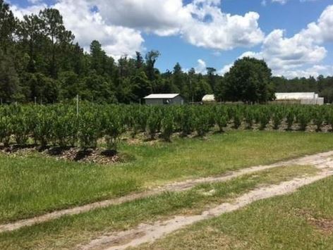 blueberry farm