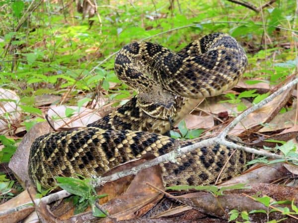 According to the FWC, snakes are on the move in Florida. Florida has a rich diversity of snakes and other reptiles which play an interesting and vital role in Florida's complex ecology. 