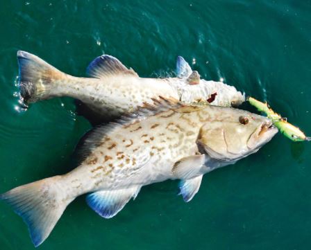 The following species will reopen to recreational harvest on May 1 in Florida state and federal waters of the Atlantic: hogfish; blueline tilefish; gag, black, red, yellowmouth, and yellowfin grouper; scamp; red hind; rock hind; coney; and graysby.
