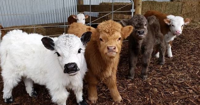 highland cattle calves 2
