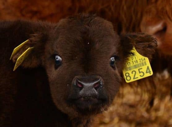 highland cattle calves 3