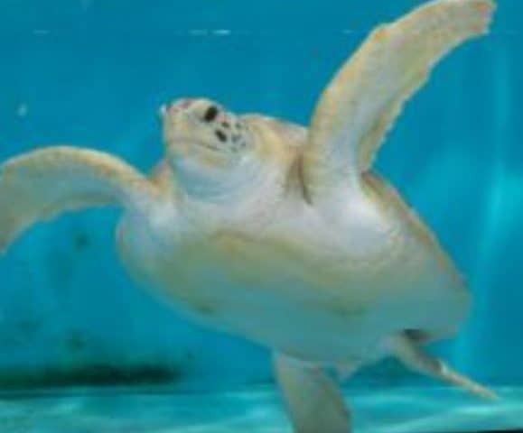 Tampa Sea Turtle Has a New Home
