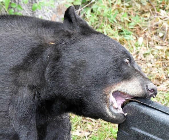 bear florida eating garbage can
