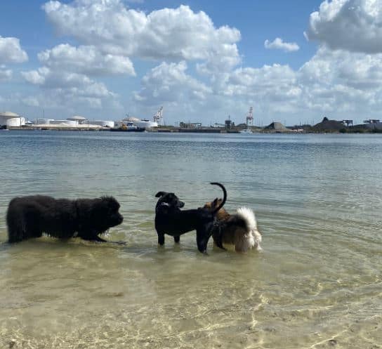 davis island beach