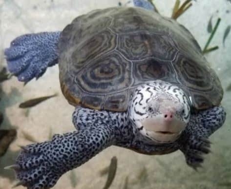 diamondback terrapin FWC Florida