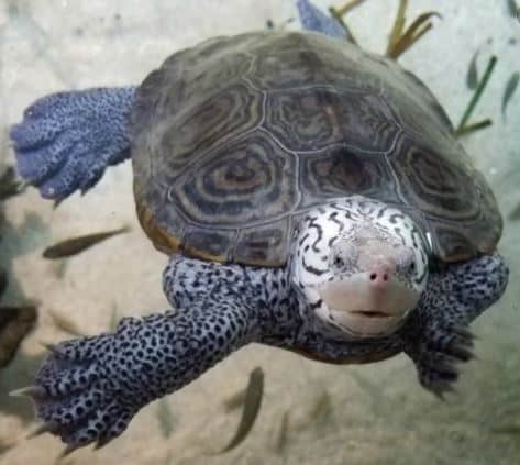 diamondback terrapin florida fwc