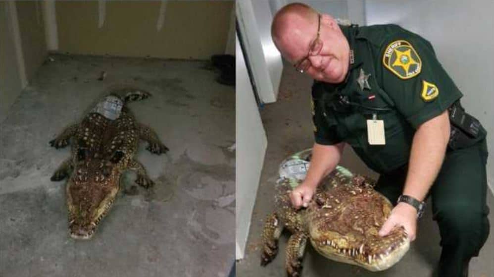 polk county deputy alligator