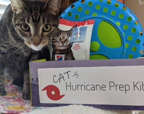 spca tampa bay hurricane sally rescue