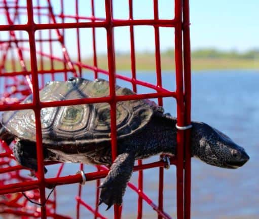 turtle stuck in crab trap