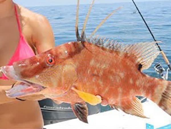 Florida Hogfish season