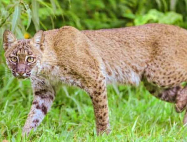 Florida Bobcat living with nature