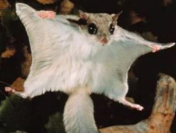 Florida Flying Squirrel FWC