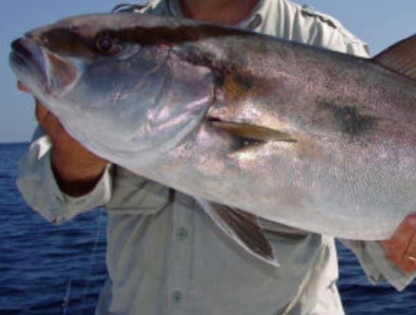 Greater Amberjack