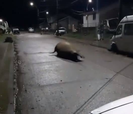 elephant seal streets