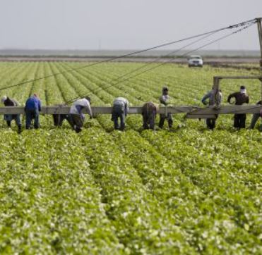 florida agriculture