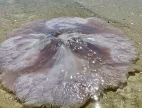 giant Florida jellyfish Naples