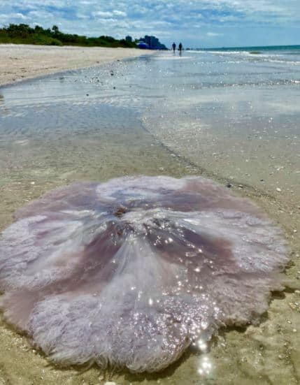 florida gint jellyfish