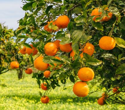 florida oranges citrus