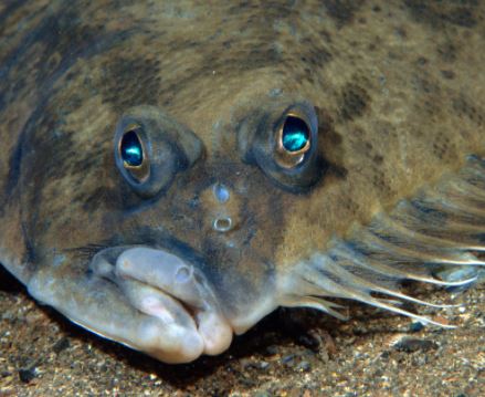 flounder FWC florida