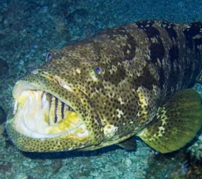 reef fish grouper