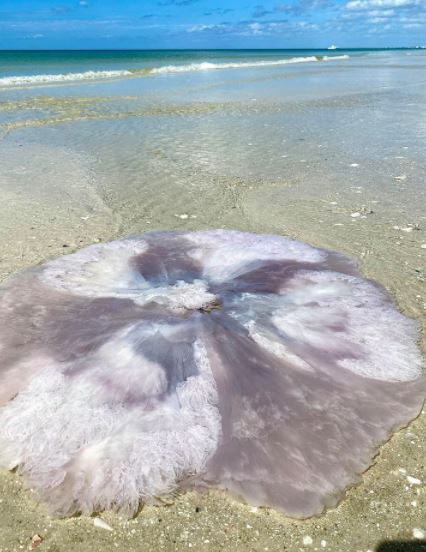 giant jelly fish