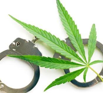 pot weed marijuana