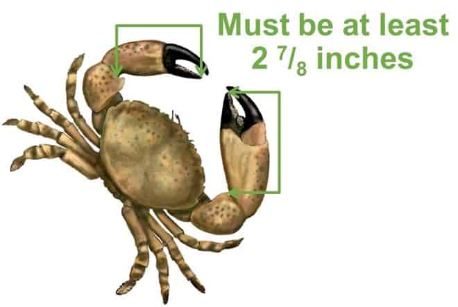 measure stone crab florida