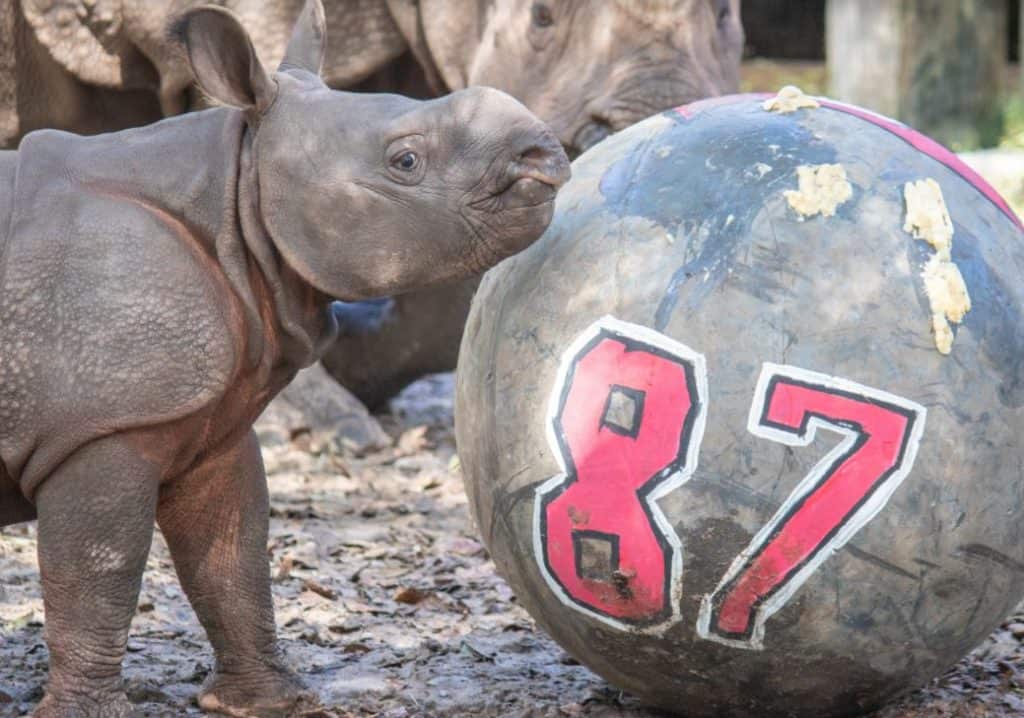 Bayby Gronk at Tampa Zoo