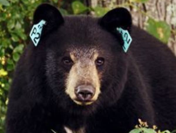 Florida Black Bear (File)