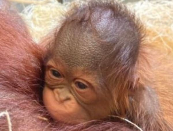 Rare Bornean Orangutan Born at ZooTampa