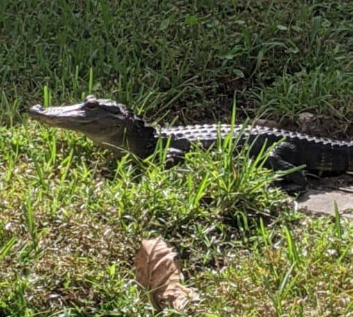 baby alligator 2