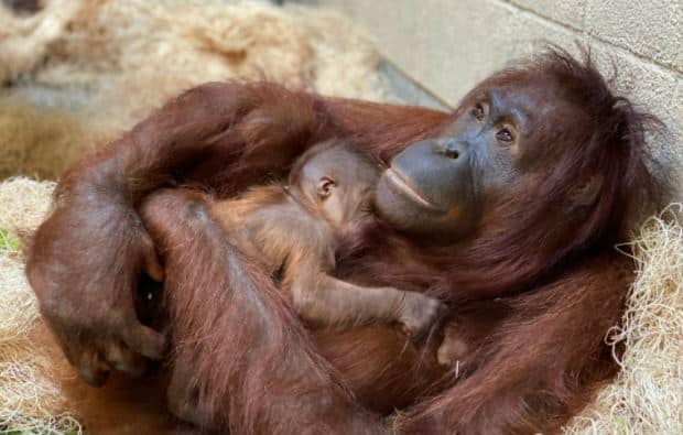 Rare Bornean Orangutan Born at ZooTampa 