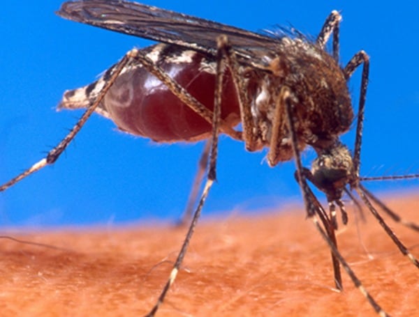 Mosquito: Source: TFP File Photo