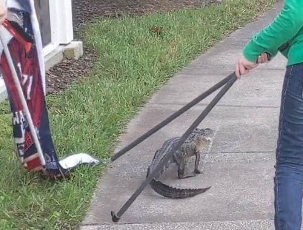 Florida Couple Saves Gator in Lutz