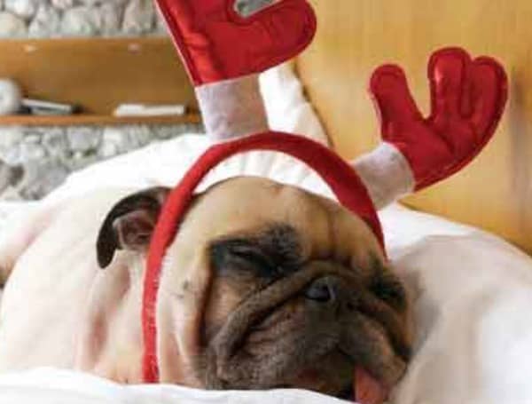 This year, holiday gatherings may look different than celebrations in years past. With traditions and large gatherings up in the air, pet parents can take some comfort in knowing they c