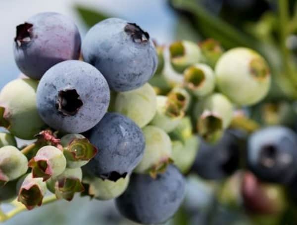 UF/IFAS-developed blueberry app to help growers battle diseases and pests