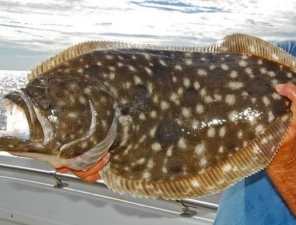 Florida Flounder Regulations