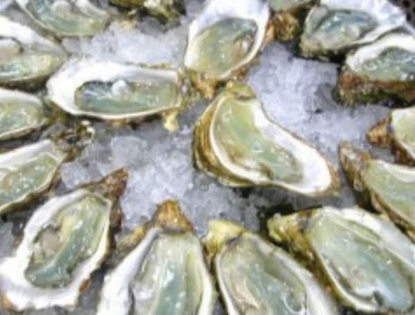 Florida Oyster Harvesting
