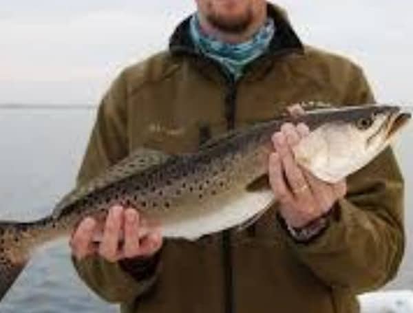 Spotted Sea Trout Season