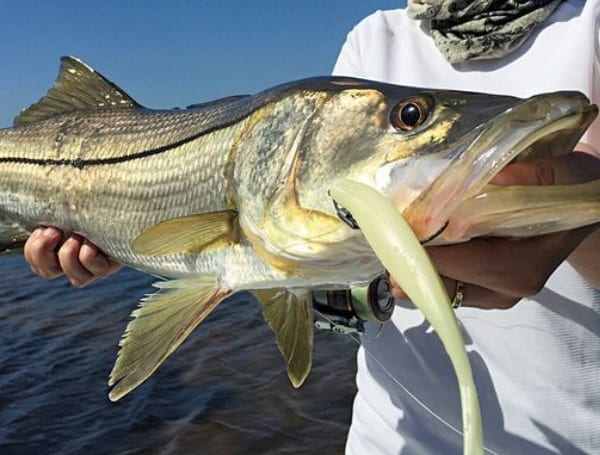 Florida Snook Fishing